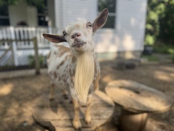 Fiddlehead, the Fibonacci Brewing farm goat