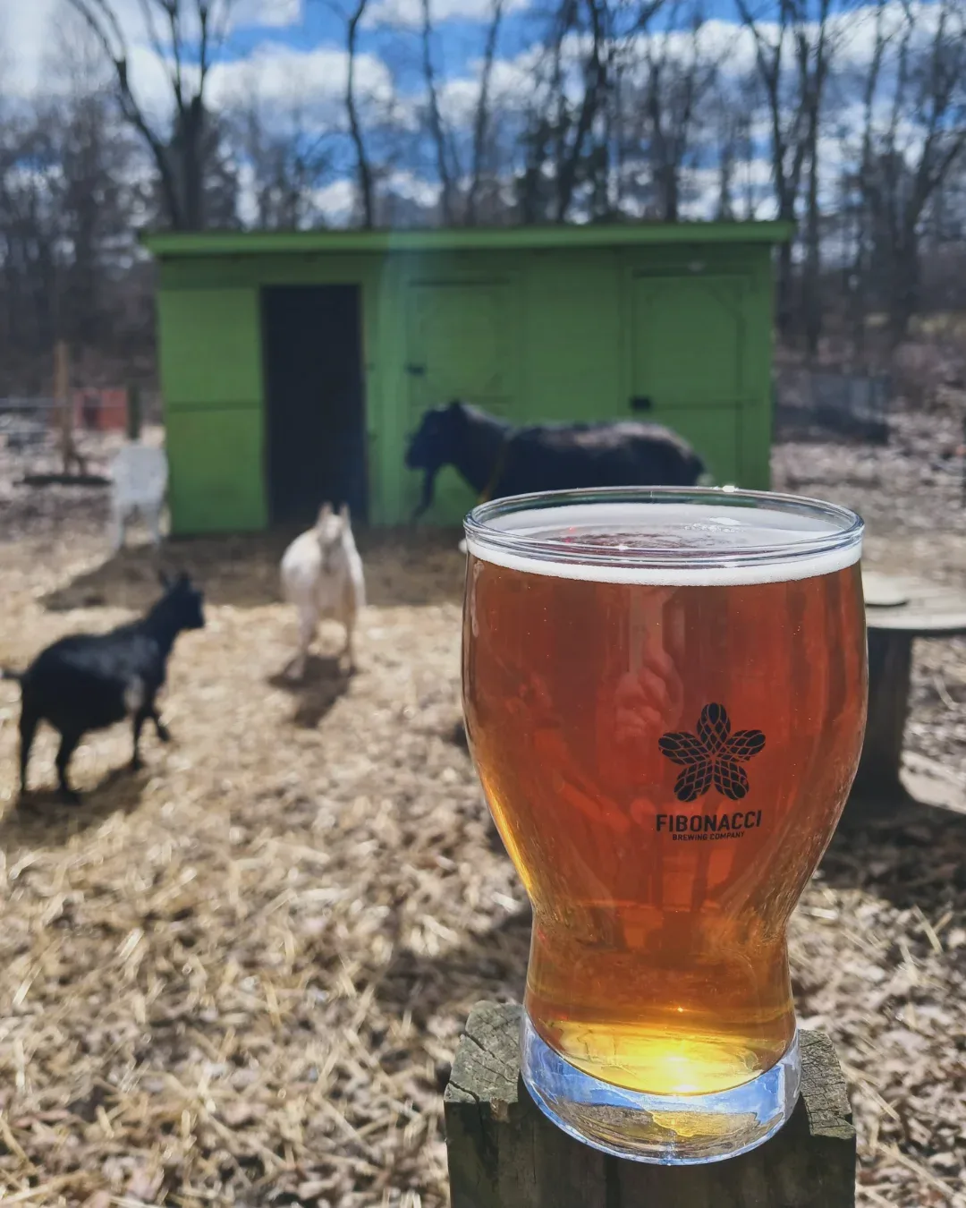 Beer with goats