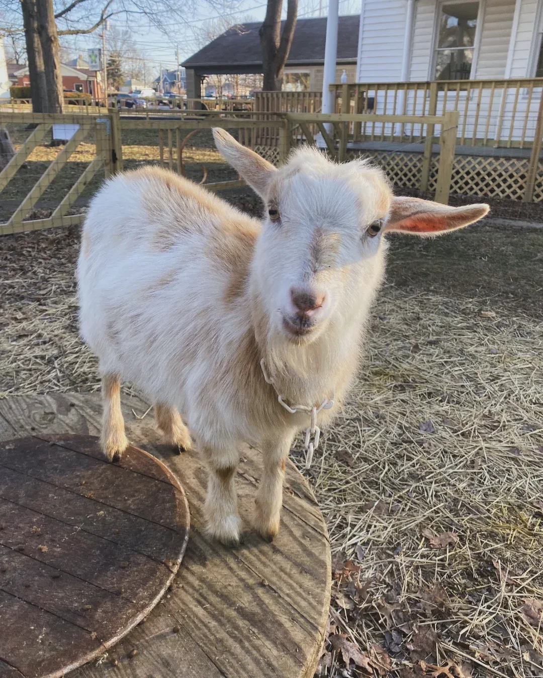 A white goat on the farm